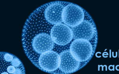 Dimensionamiento de un laboratorio de células madre hematopoyéticas en Rumanía